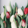 Тюльпани